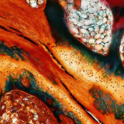 Cover image for research topic "Celebrating 1 Year of Frontiers in Biomaterials Science"