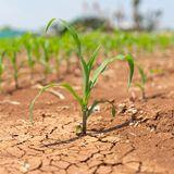 Cover image for research topic "Transforming Food Systems in Latin America and the Caribbean: Increasing Sustainability, Resilience and Adaptation to Climate Change"