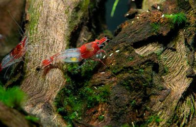 Cover image for research topic "Applications of Environmental DNA in the Aquatic Ecosystem Management of East Asia"