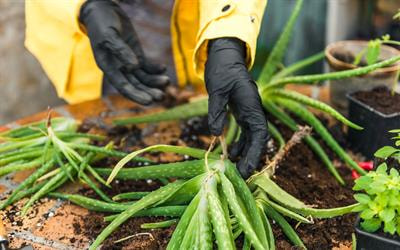 Cover image for research topic "Medicinal and Food Plants, Epigenetic regulation and Their Implications on the Microbiome in Disease"