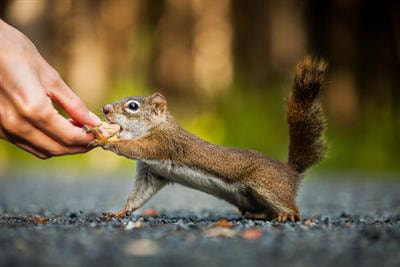 Cover image for research topic "Wildlife Parasitology: Emerging Diseases and Neglected Parasites"
