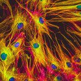 Cover image for research topic "Innovations in Human Skin Models"