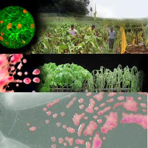 Cover image for research topic "Plant Pathogenic Ralstonia spp.  From the Field to the Lab and Back Again: mechanisms of pathogen virulence and host resistance, population biology, community ecology and strategies for bacterial wilt disease management."