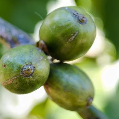 Cover image for research topic "Coffee and Coffee By-Products: Innovative Approaches Fostering Nutritional, Sensory and Chemical Quality"
