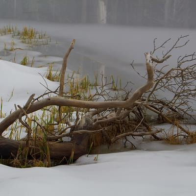 Cover image for research topic "Low-Temperature Stress in Plants: Molecular Responses, Tolerance Mechanisms, Plant Biodesign and Breeding Applications"