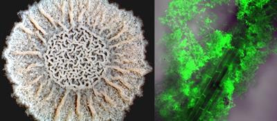 Cover image for research topic "Rhizosphere Bacterial Community and Bacteria-Plant Interactions"