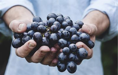Cover image for research topic "Microorganisms for a Sustainable Viticulture and Winemaking"