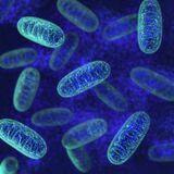 Cover image for research topic "Role of Mitochondrial Stress Response in Metabolic Health"
