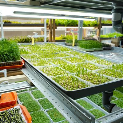 Cover image for research topic "Micro-Scale Vegetable Production: Sprouts and Microgreens as Innovative Functional Foods"