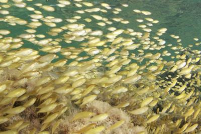 Cover image for research topic "Data Mining and Methods for Early Detection, Horizon Scanning, Modelling, and Risk Assessment of Invasive Species"
