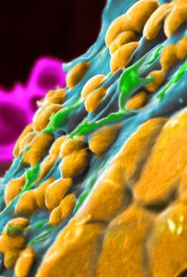 Cover image for research topic "The Cellular Biomineralization Pathways of Marine Organisms"