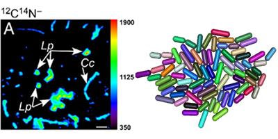 Cover image for research topic "The Individual Microbe: Single-Cell Analysis and Agent-Based Modelling"
