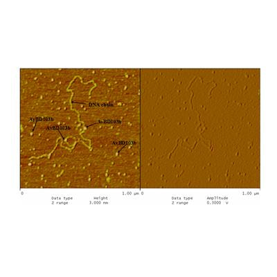Cover image for research topic "Antimicrobial Peptides and their Druggability, Bio-safety, Stability, and Resistance"