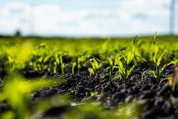 Cover image for research topic "Environmental Adaptability and Sustainable Production of Maize"