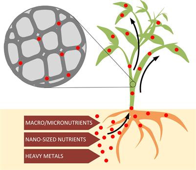 Cover image for research topic "Understanding the effects of plant nutrients on cell wall-related processes"