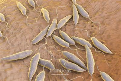 Cover image for research topic "Combatting Tropical diseases: a multi-level approach"