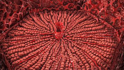 Cover image for research topic "Pathophysiology and Pharmacological Treatments Associated with Liver Failures"