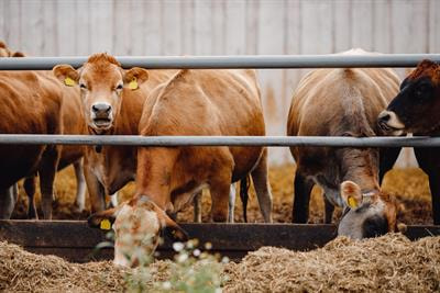 Cover image for research topic "Alternative and Novel Livestock Feed: Reducing Environmental Impact"