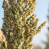 Cover image for research topic "Millets: Superfood of the Century – Challenges and Opportunities"