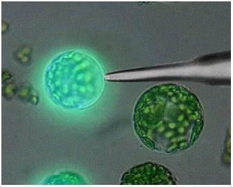 Cover image for research topic "Inter-cellular Electrical Signals in Plant Adaptation and Communication"