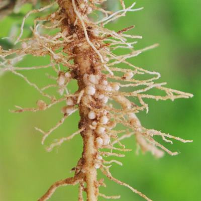 Cover image for research topic "The Microbial Mediation of Plant Functional Traits: Significance for the Evolutionary and Ecological Research"