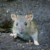 Cover image for research topic "Reducing Animal Use in Carcinogenicity Testing"