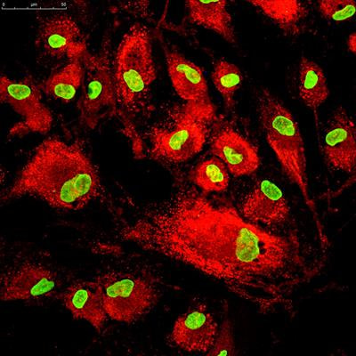 Cover image for research topic "Biology of Mesenchymal Stromal Cells -Emerging New Concepts to Improve Function and Scalability"
