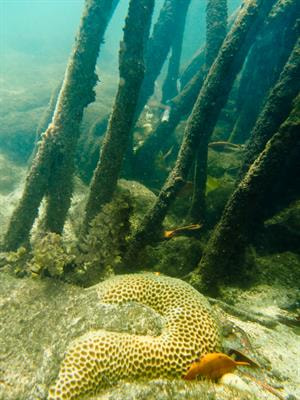 Cover image for research topic "The Future of Coral Reefs Subject to Rapid Climate Change: Lessons from Natural Extreme Environments"