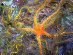 Cover image for research topic "The Importance of Understanding Benthic Ecosystem Functioning"