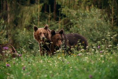 Cover image for research topic "Biodiversity Conservation and Sustainable Development of Protected Areas"