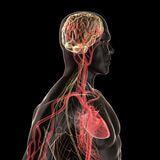 Cover image for research topic "Human Neuroscience Studies in the Wild Using Wearable Technologies"