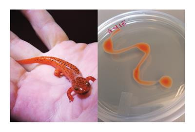 Cover image for research topic "Ecology of Amphibian-Microbial Symbioses"