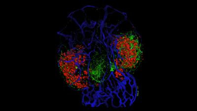 Cover image for research topic "Neuroendocrine Regulations in Fish: Role of Environmental and Internal Factors"