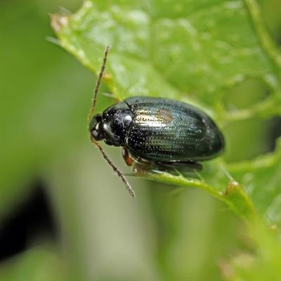 Cover image for research topic "Pests and Diseases Monitoring and Forecasting Algorithms, Technologies, and Applications"