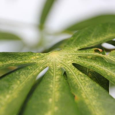Cover image for research topic "Abiotic Stress in Plants: Sustainability and Productivity"
