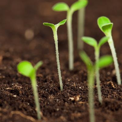 Cover image for research topic "Potential of the Plant Rhizomicrobiome for Bioremediation of Contaminants in Agroecosystems"