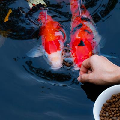 Cover image for research topic "Functional Feed Additives: Current Trends"