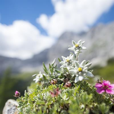 Cover image for research topic "Emerging Insights From Research in Grassland, Forested and Mountain Ecosystems and Their Implications on the Conservation of Natural Resources"