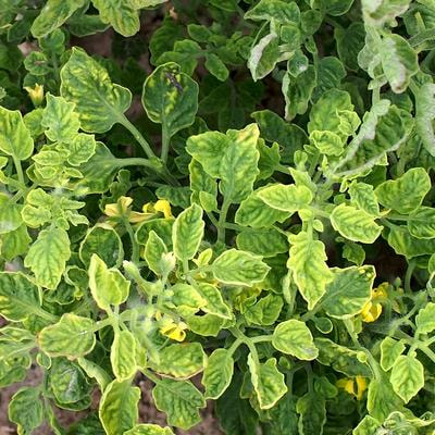 Cover image for research topic "Study on Plant Differentiation between Beneficial and Pathogenic Microorganisms"
