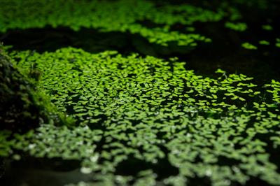 Cover image for research topic "The Performance and Adaptation of Aquatic Plants Under Global Changes"