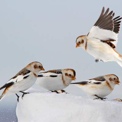Cover image for research topic "Seasonal, Cross-Seasonal, and Carry-Over Effects of Global Change on Migratory Birds"