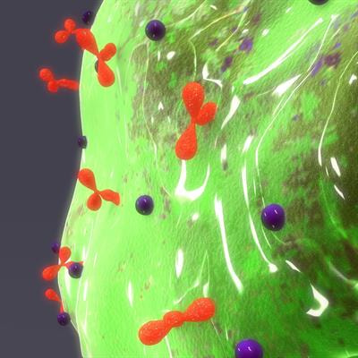 Cover image for research topic "Allergen-specific Antibodies: From Basic Science to Clinical Application"