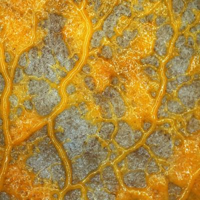 Cover image for research topic "Biology of Myxobacteria"