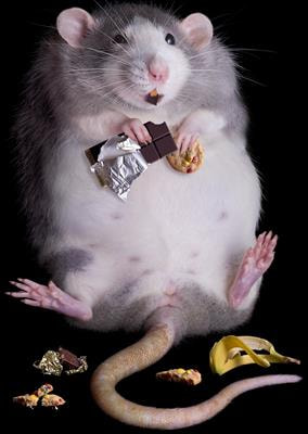 Cover image for research topic "Molecular Clues to Food Addiction-like Behavior"