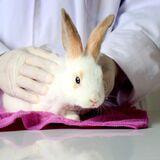 Cover image for research topic "Health And Welfare of Rabbits (On a Farm, in the Laboratory or as a Pet)"