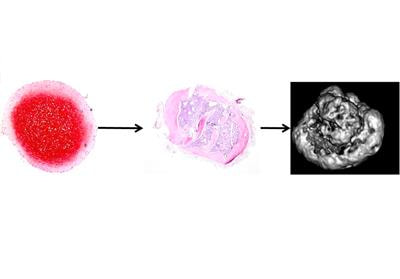 Cover image for research topic "Understanding and Modulating Bone and Cartilage Cell Fate for Regenerative Medicine"