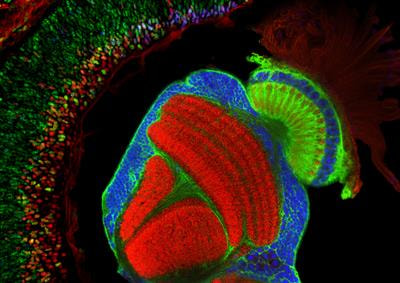 Cover image for research topic "Assembly and Function of the Visual System"