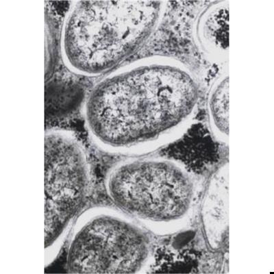 Cover image for research topic "Frontiers in Wolbachia Biology 2023"