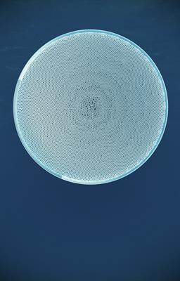 Cover image for research topic "Biogeochemistry and Genomics of Silicification and Silicifiers"