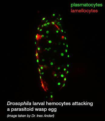 Cover image for research topic "Community Series in Recent Advances in Drosophila Cellular and Humoral Innate Immunity, volume II"